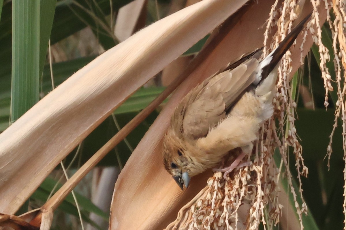 Indian Silverbill - ML624162153