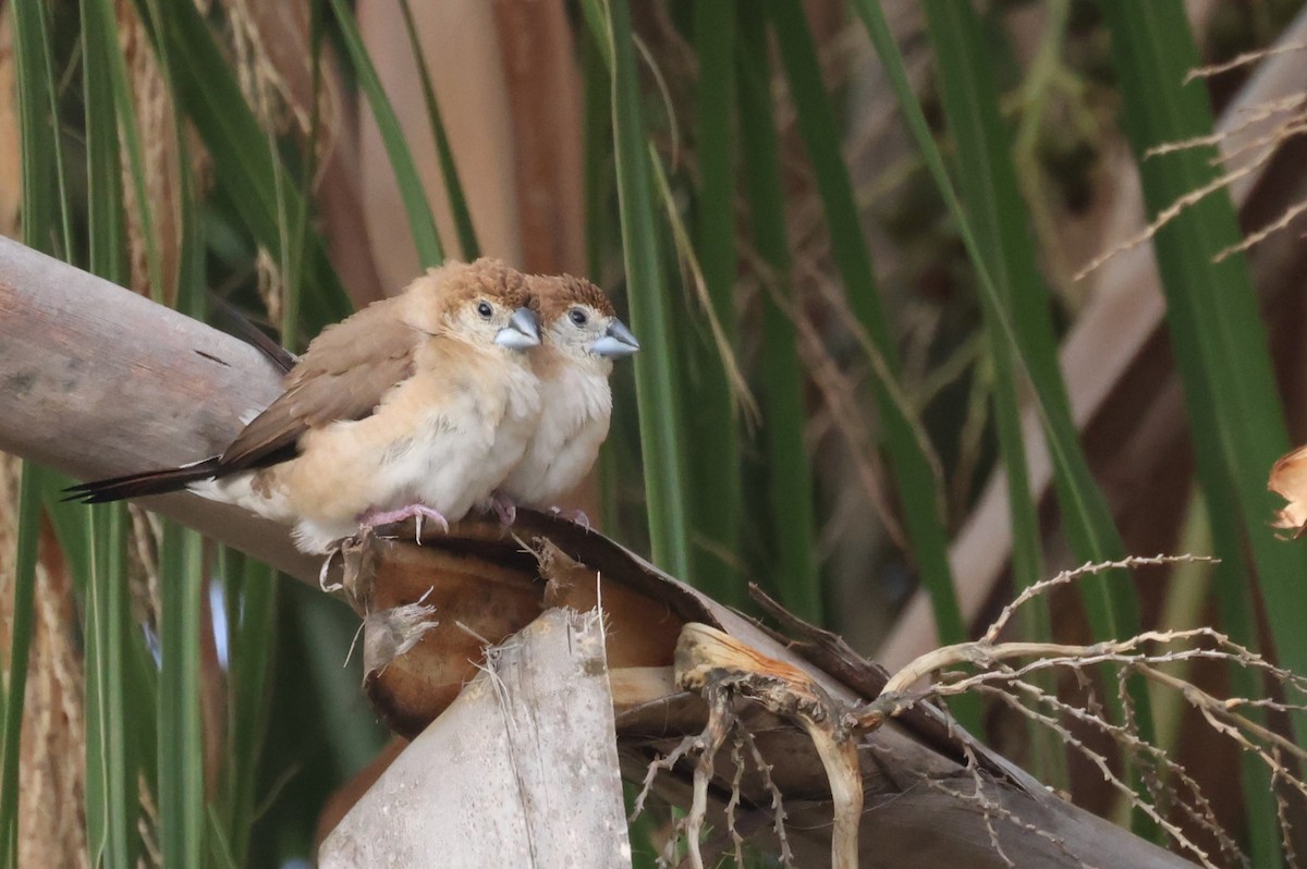 Indian Silverbill - ML624162161