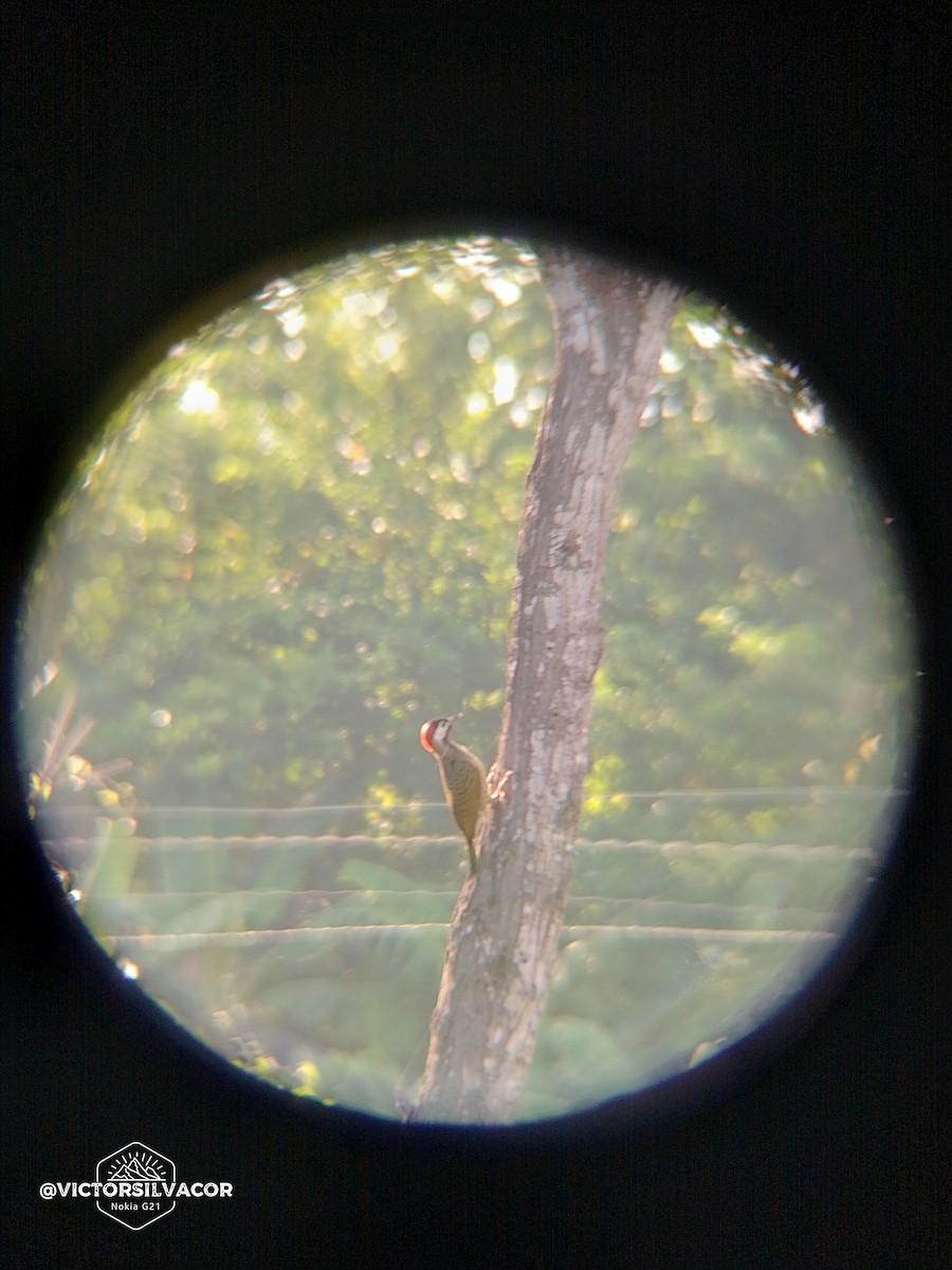 Spot-breasted Woodpecker - Victor Alfonso Silva Cordero