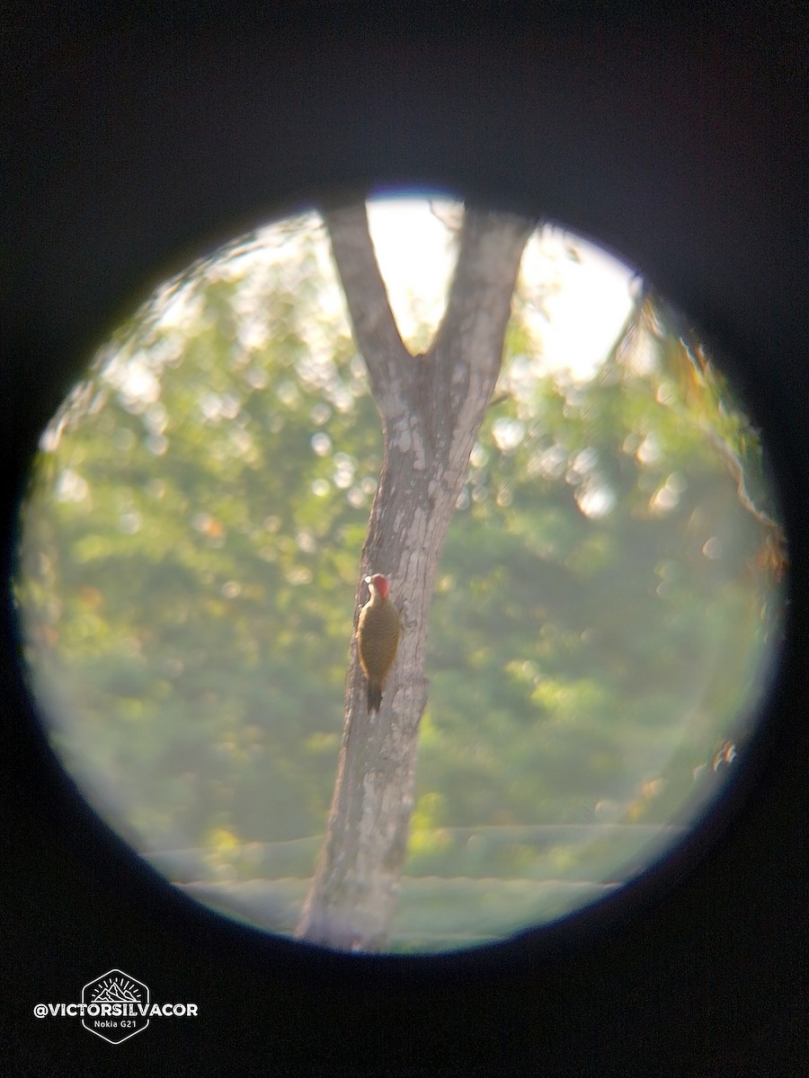 Spot-breasted Woodpecker - ML624162205