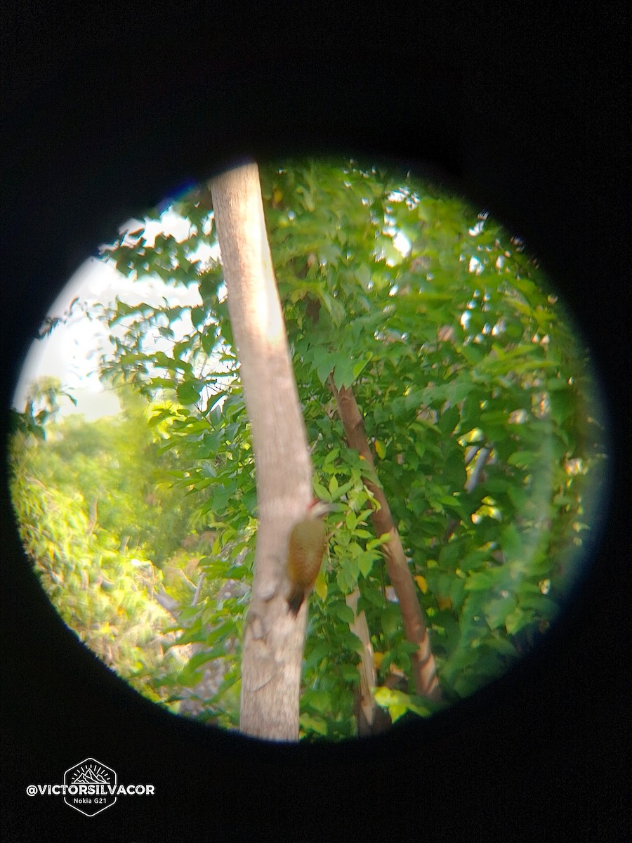 Spot-breasted Woodpecker - Victor Alfonso Silva Cordero