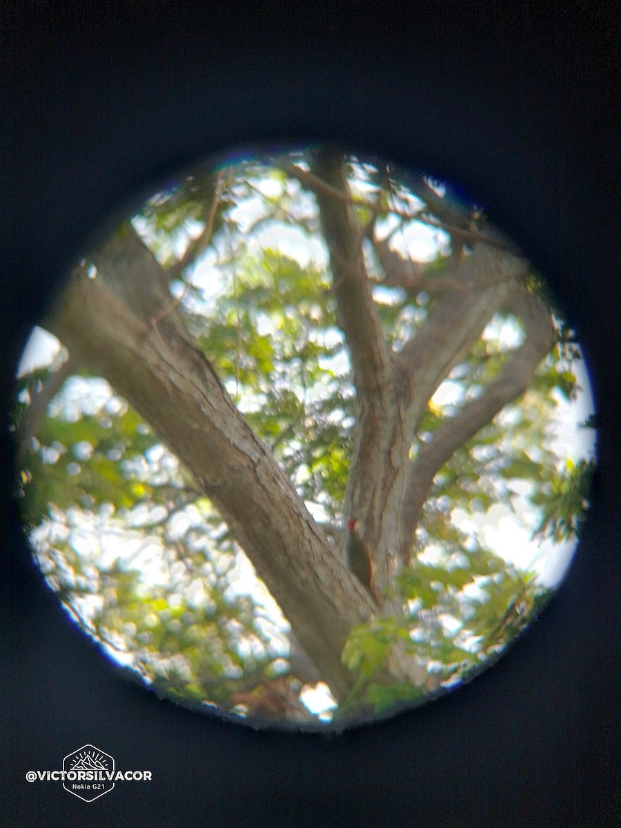 Spot-breasted Woodpecker - ML624162207