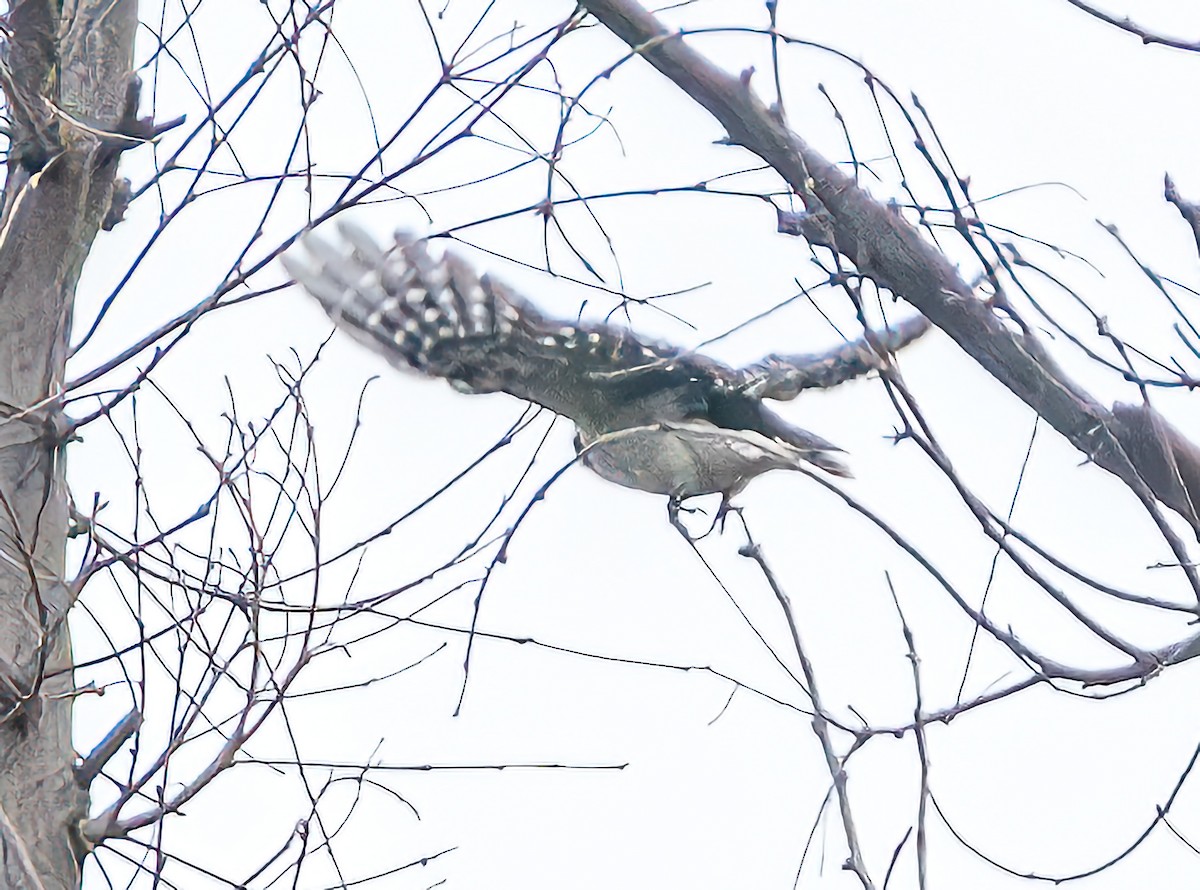 Downy Woodpecker - ML624162230