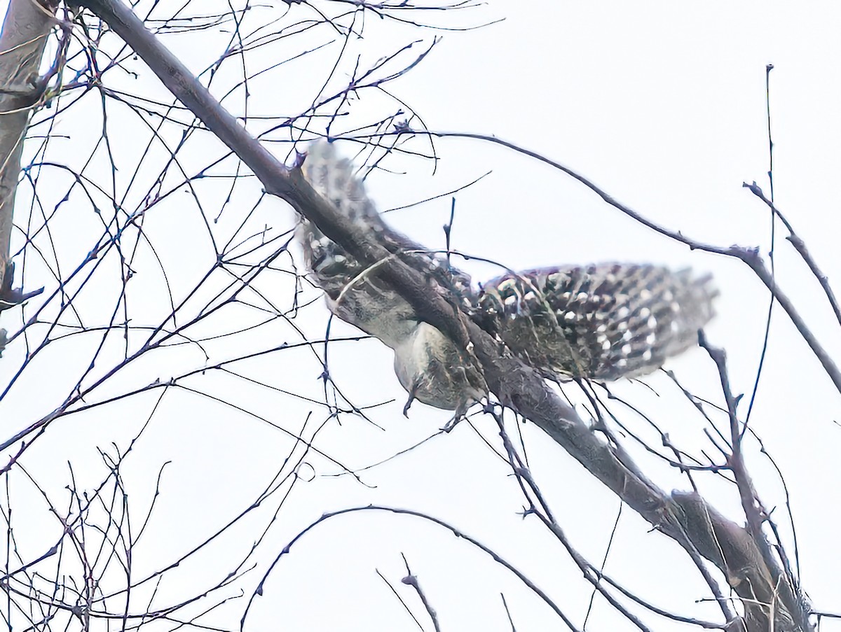 Downy Woodpecker - ML624162231