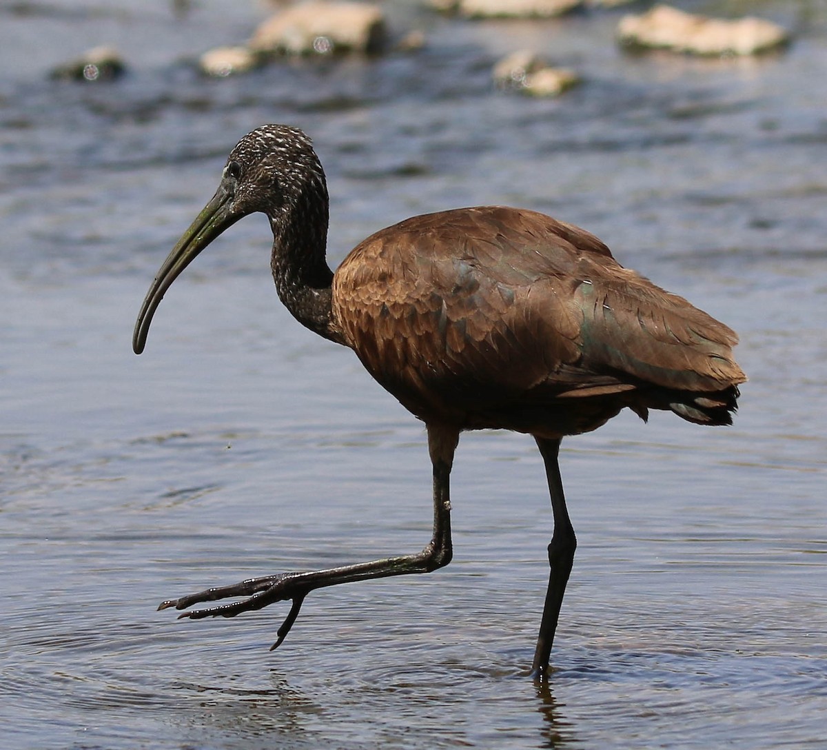 ibis hnědý - ML624162236