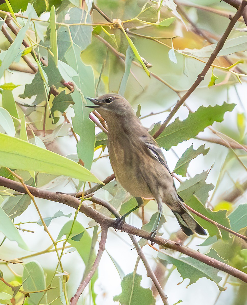 Yellow-rumped Warbler - ML624162250