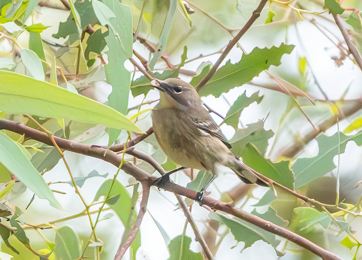 Yellow-rumped Warbler - ML624162251