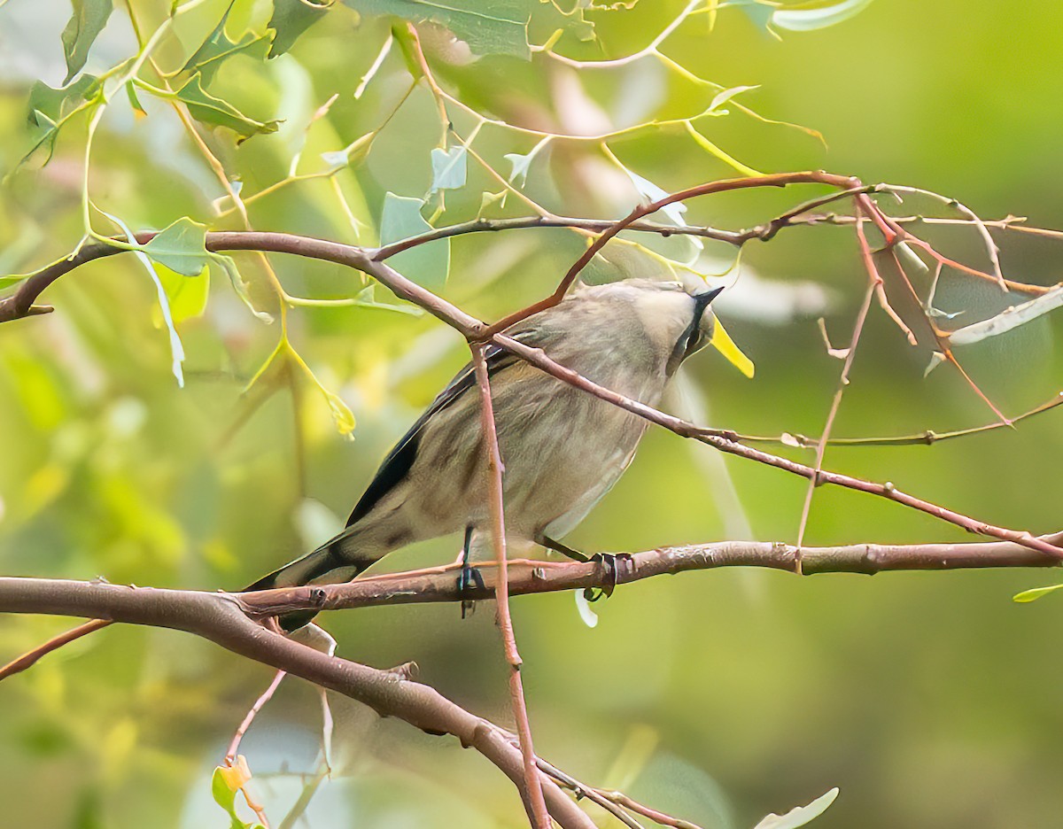 Yellow-rumped Warbler - ML624162252