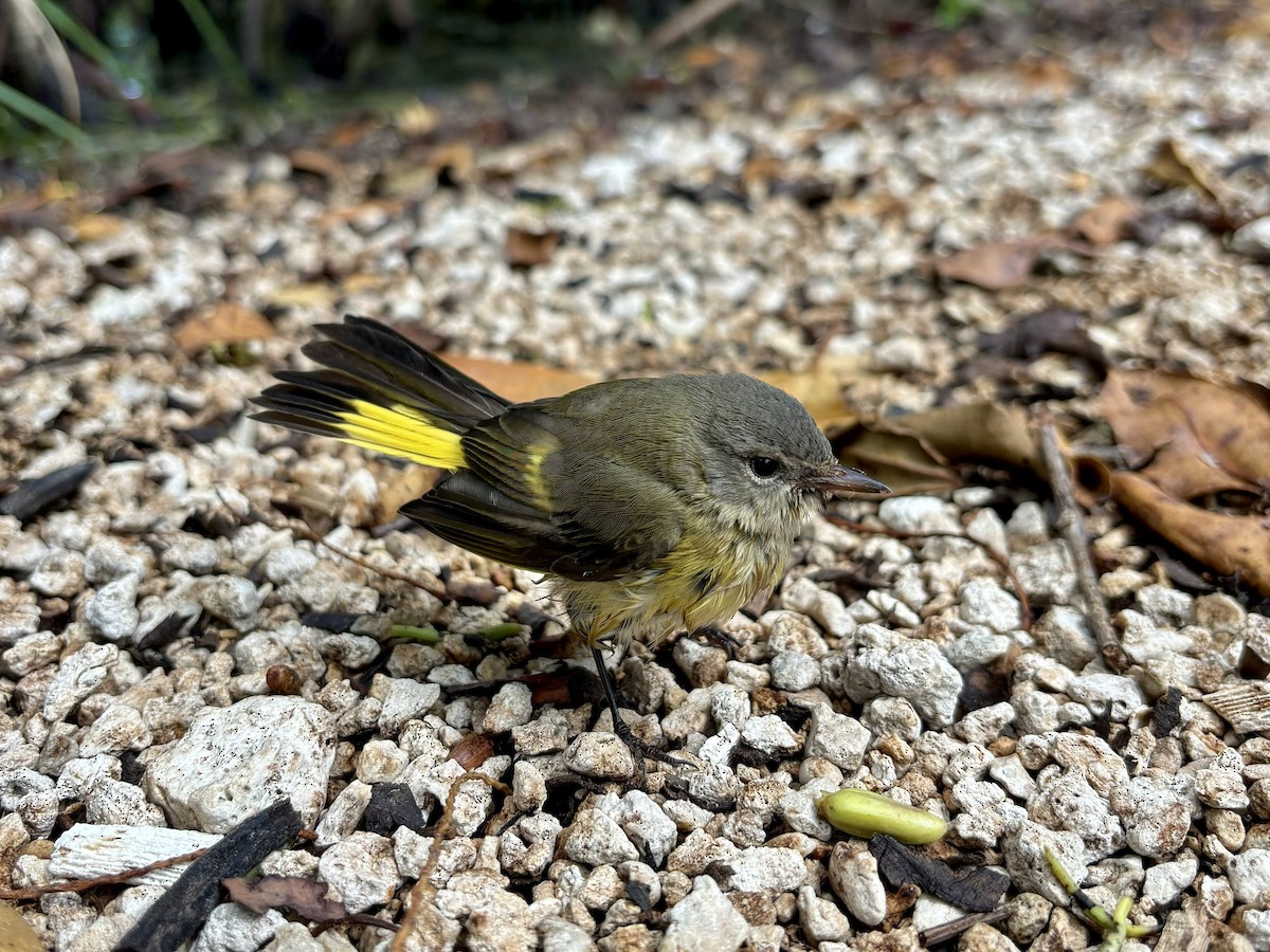 American Redstart - ML624162272