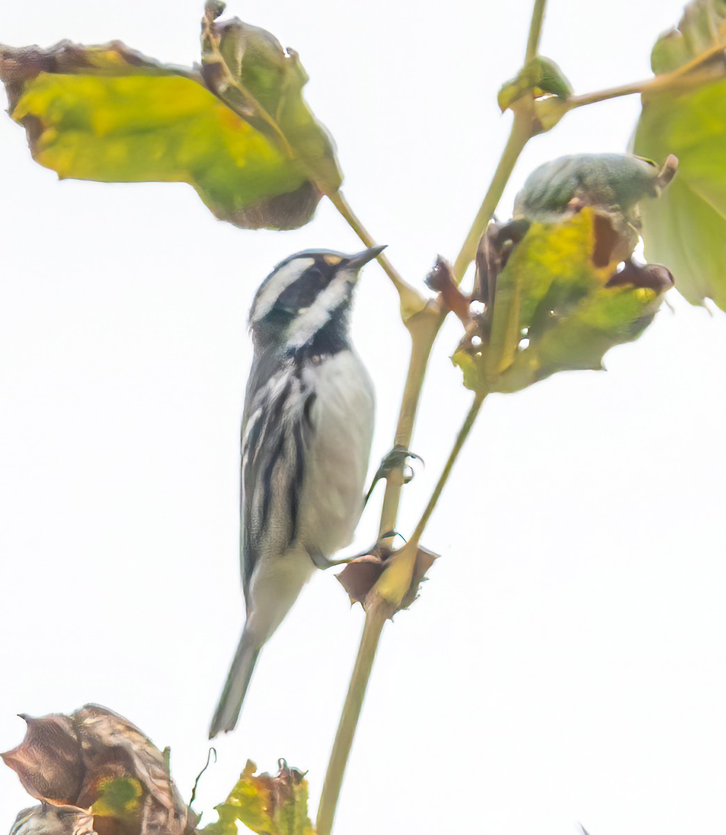 Black-throated Gray Warbler - ML624162293