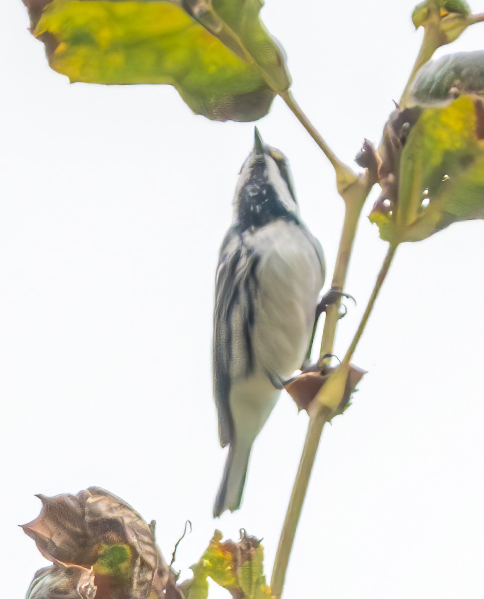 Black-throated Gray Warbler - ML624162294