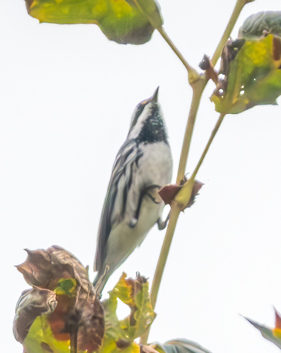 Black-throated Gray Warbler - ML624162296