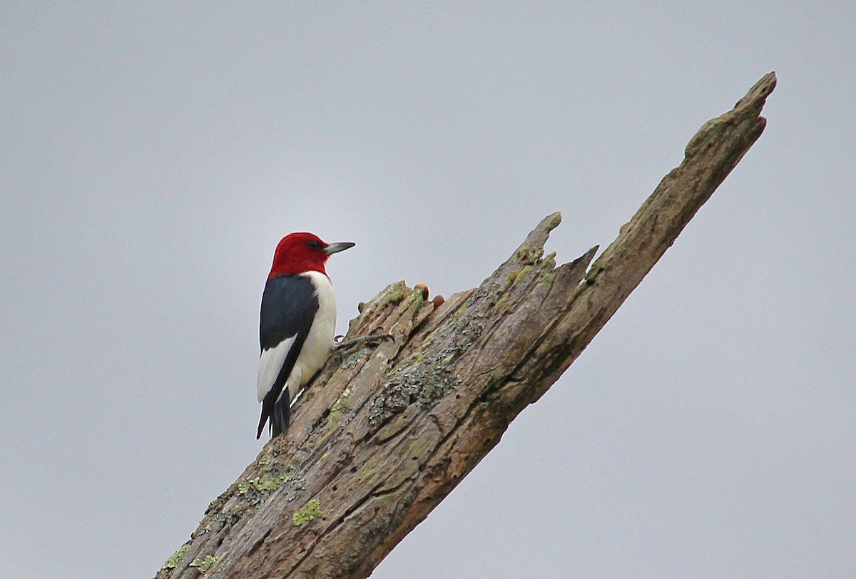 Red-headed Woodpecker - David Lusignan