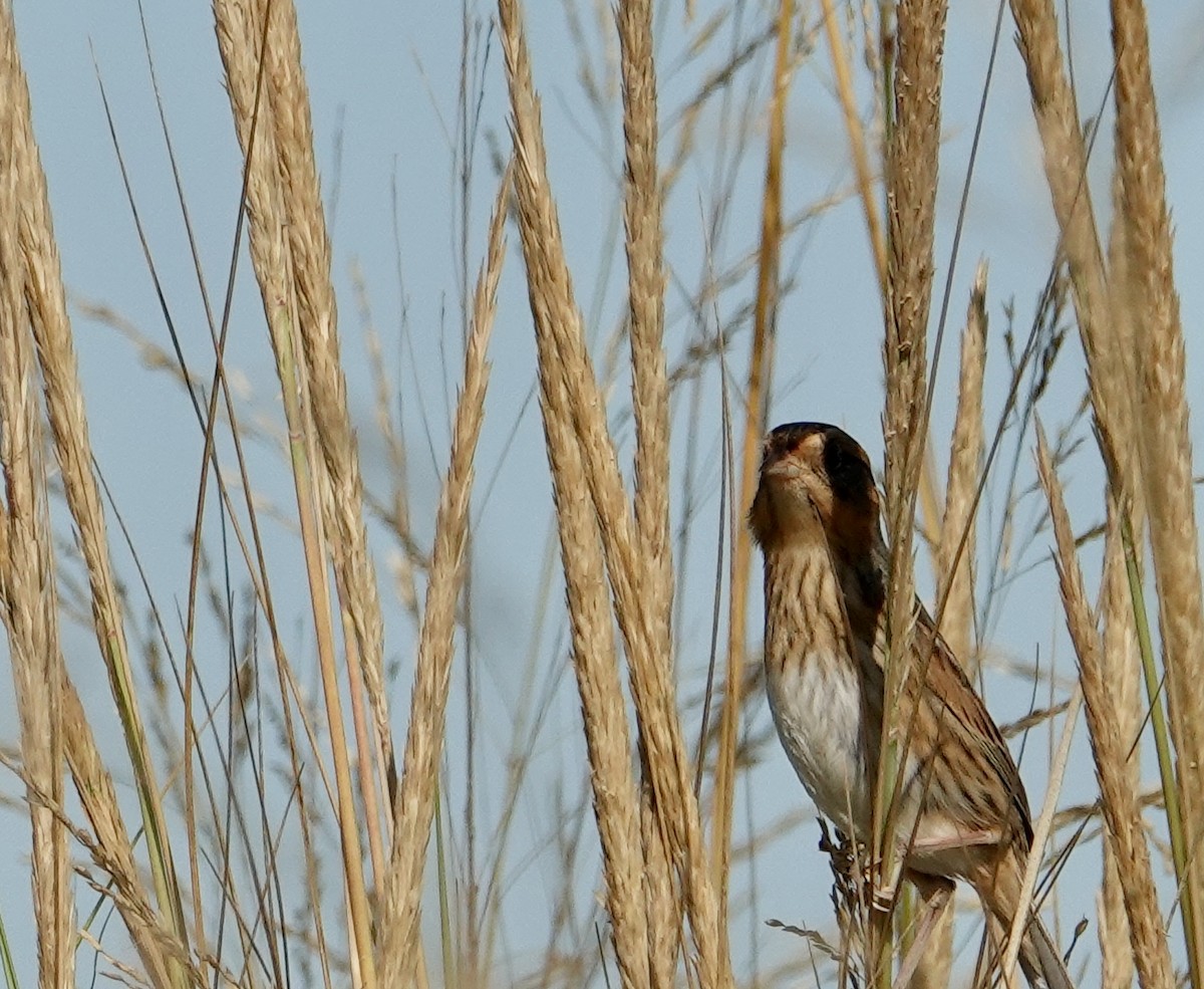 Nelson's Sparrow - ML624162335