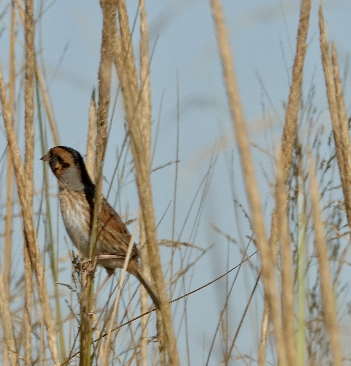 Nelson's Sparrow - ML624162336