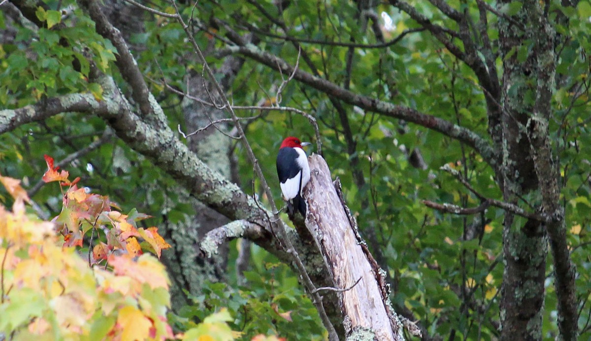 Red-headed Woodpecker - ML624162370