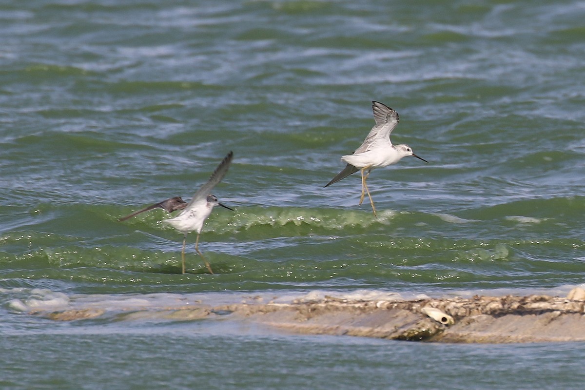 Marsh Sandpiper - ML624162406