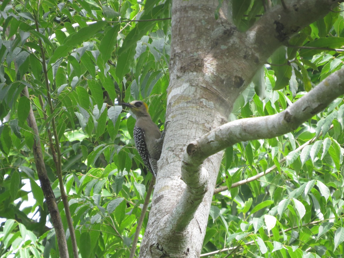 Golden-cheeked Woodpecker - ML624162450