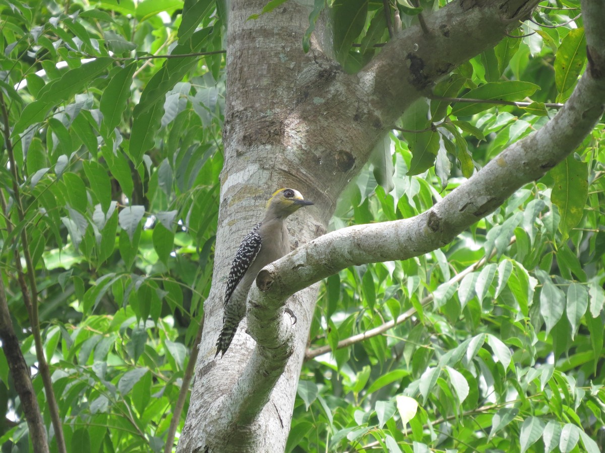 Golden-cheeked Woodpecker - ML624162451