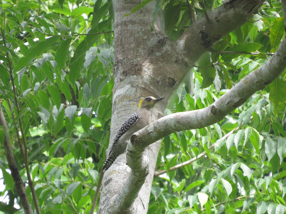 Golden-cheeked Woodpecker - ML624162452