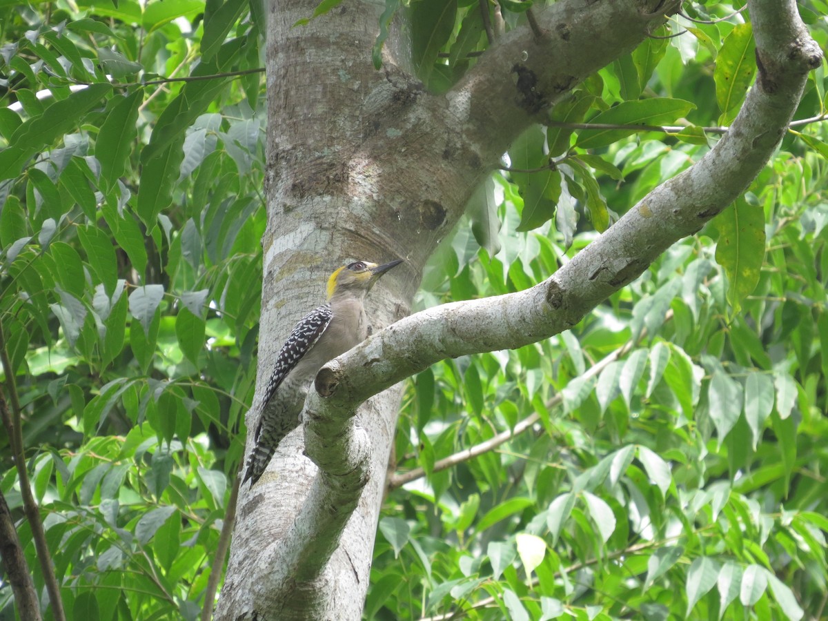 Golden-cheeked Woodpecker - ML624162453