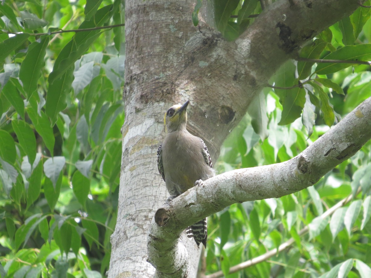 Golden-cheeked Woodpecker - ML624162454