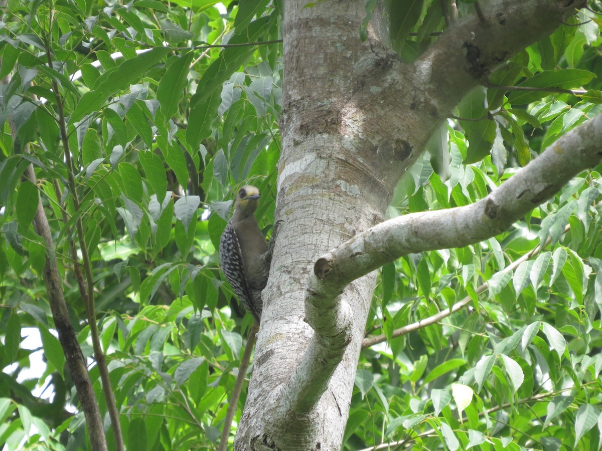 Golden-cheeked Woodpecker - ML624162456