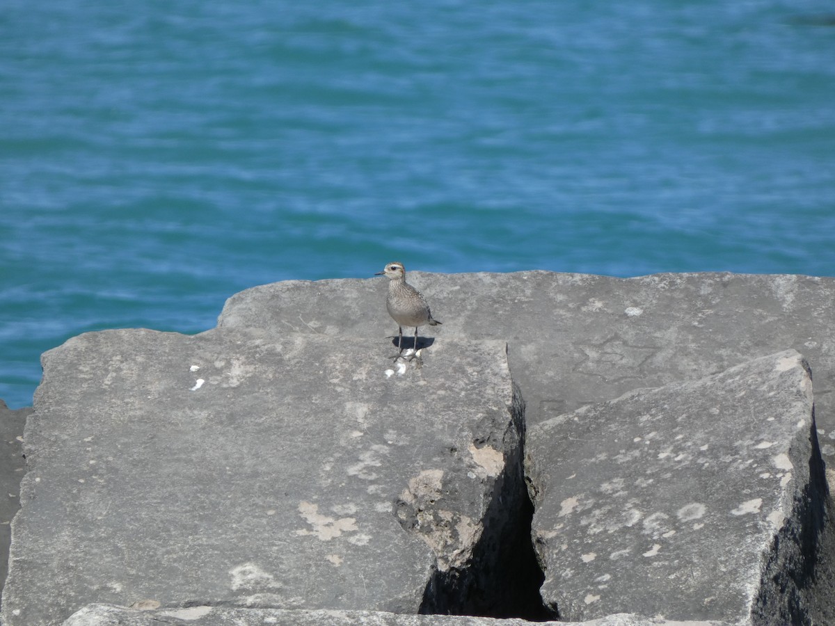 Black-bellied Plover - ML624162529