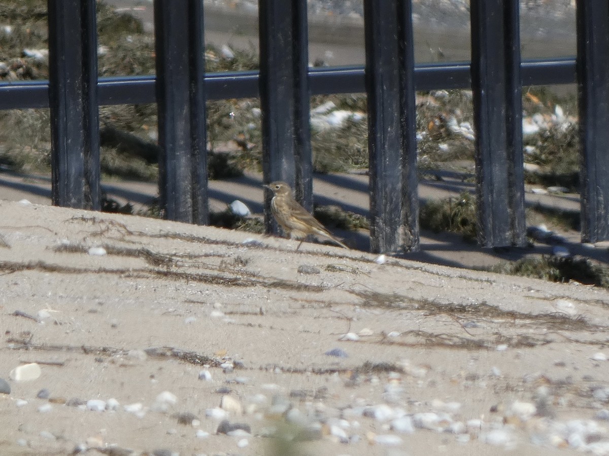 American Pipit - ML624162542