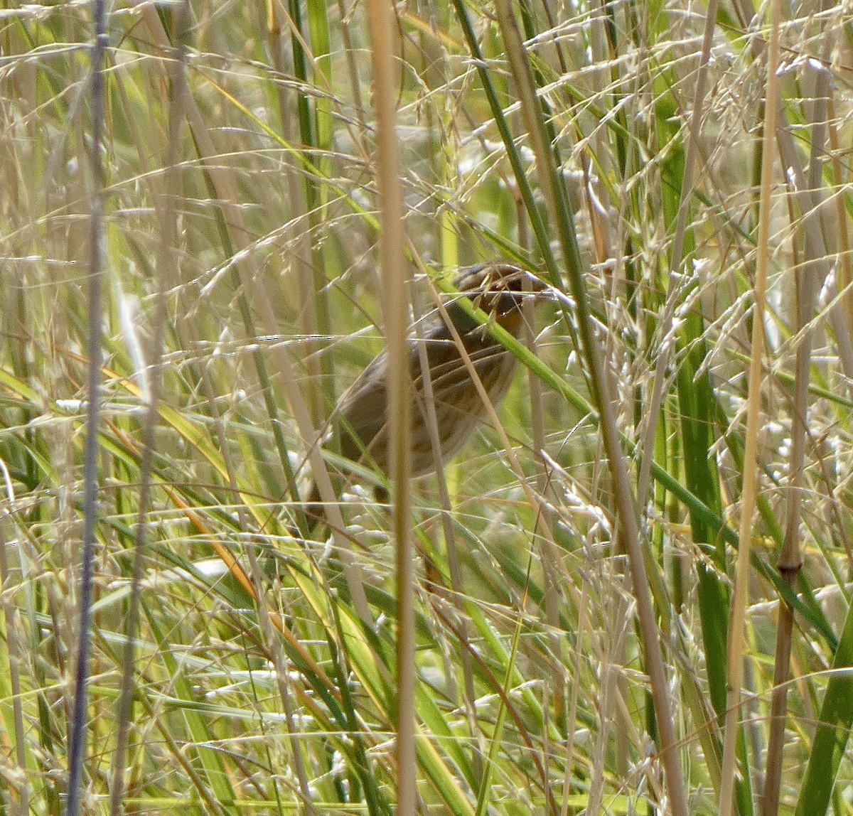 Nelson's Sparrow - ML624162550