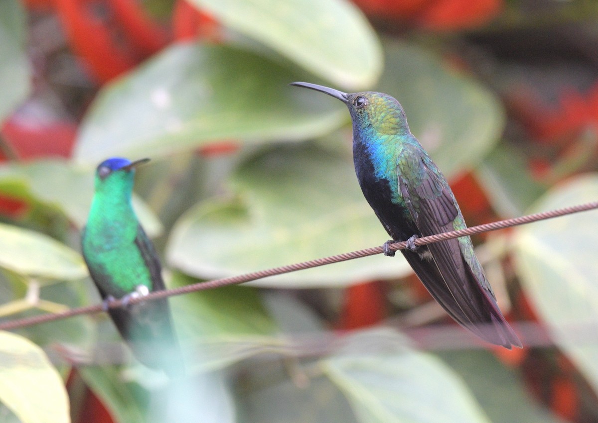 Black-throated Mango - David Swain