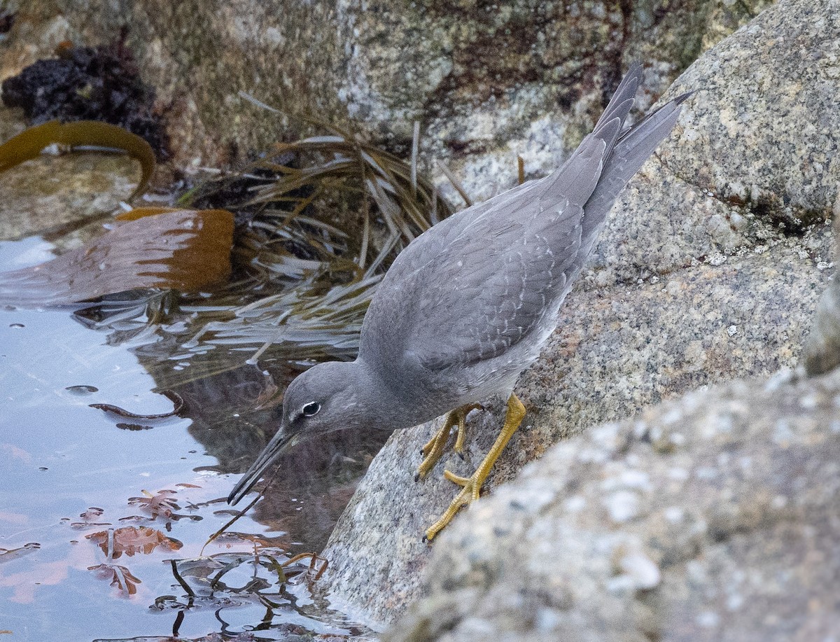 Wandering Tattler - ML624162591