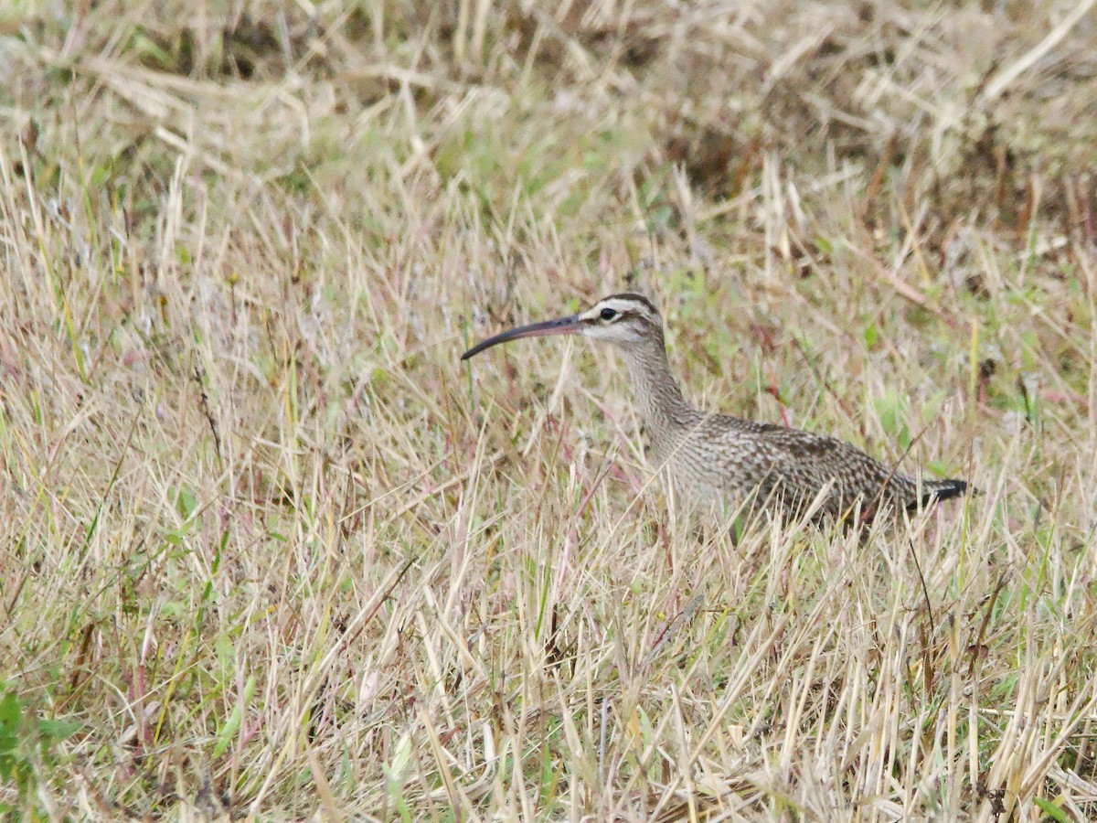 Whimbrel - ML624162621