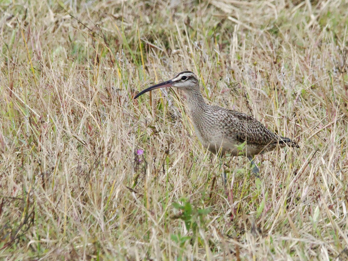 Whimbrel - ML624162622