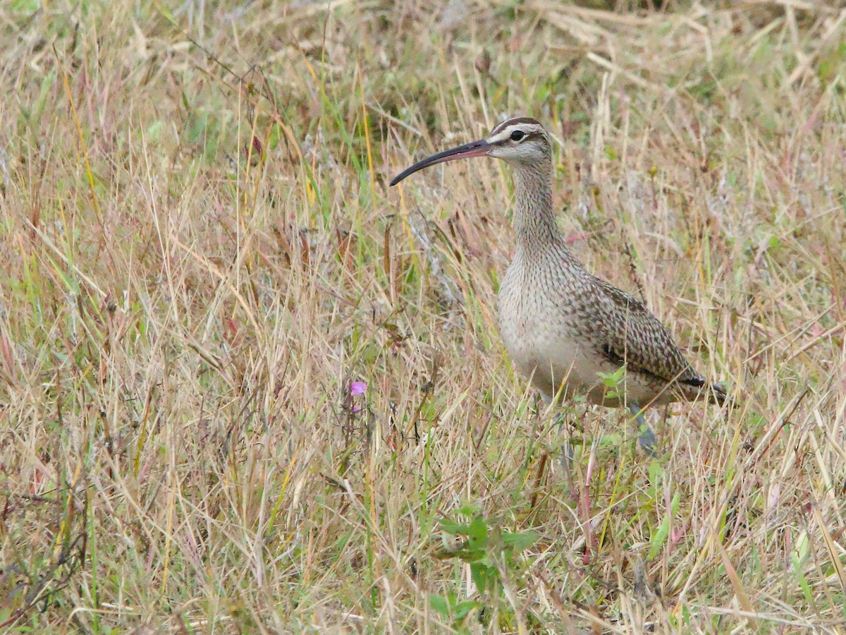 Whimbrel - ML624162637