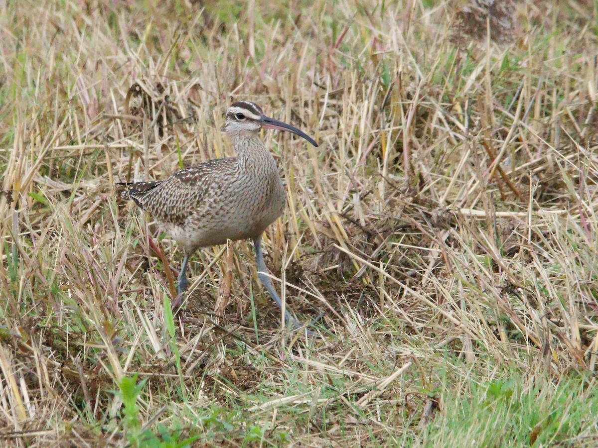 Whimbrel - ML624162638