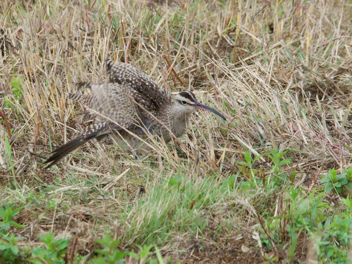 Whimbrel - ML624162641