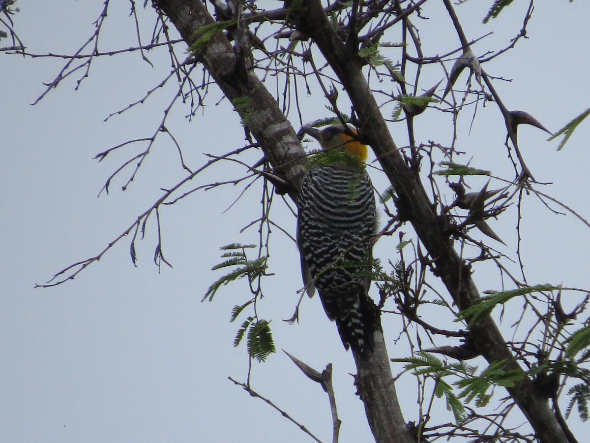 Golden-cheeked Woodpecker - ML624162647