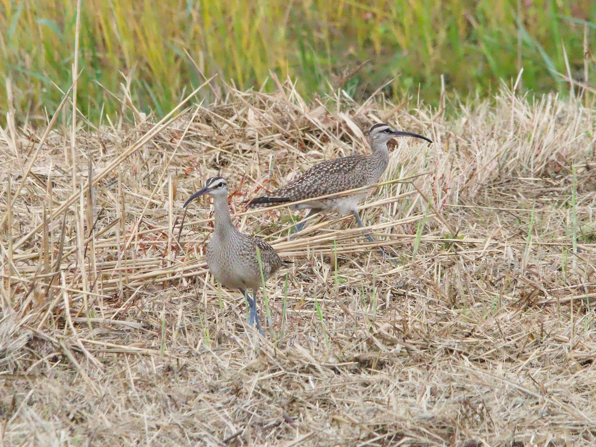 Whimbrel - ML624162649