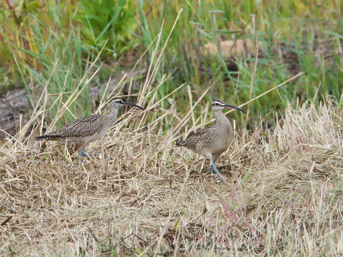 Whimbrel - ML624162650