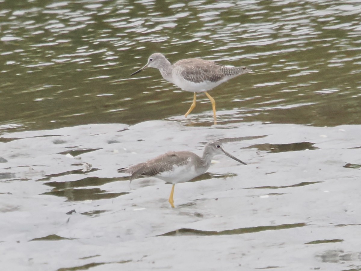 Greater Yellowlegs - ML624162666