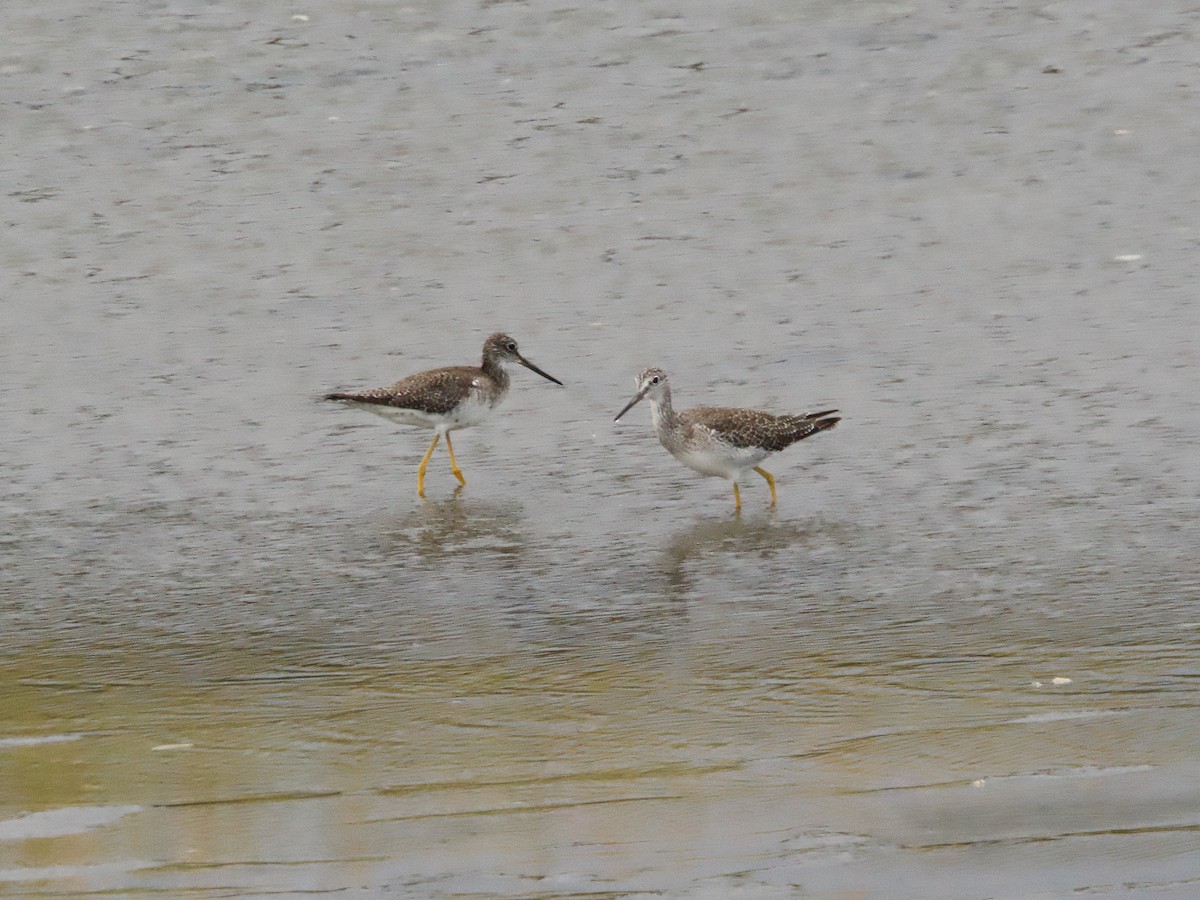 Greater Yellowlegs - ML624162667