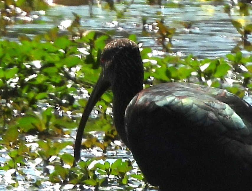 White-faced Ibis - ML624162669