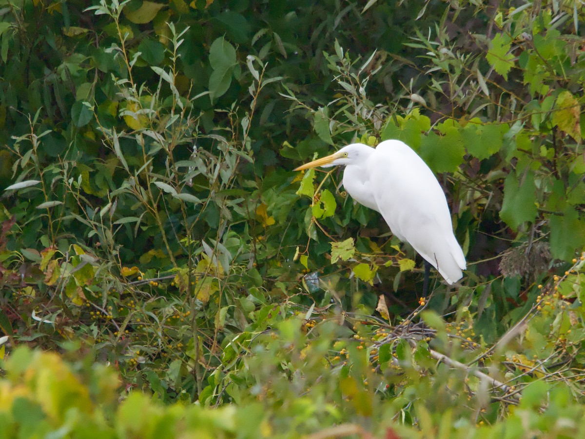 Snowy Egret - John Felton