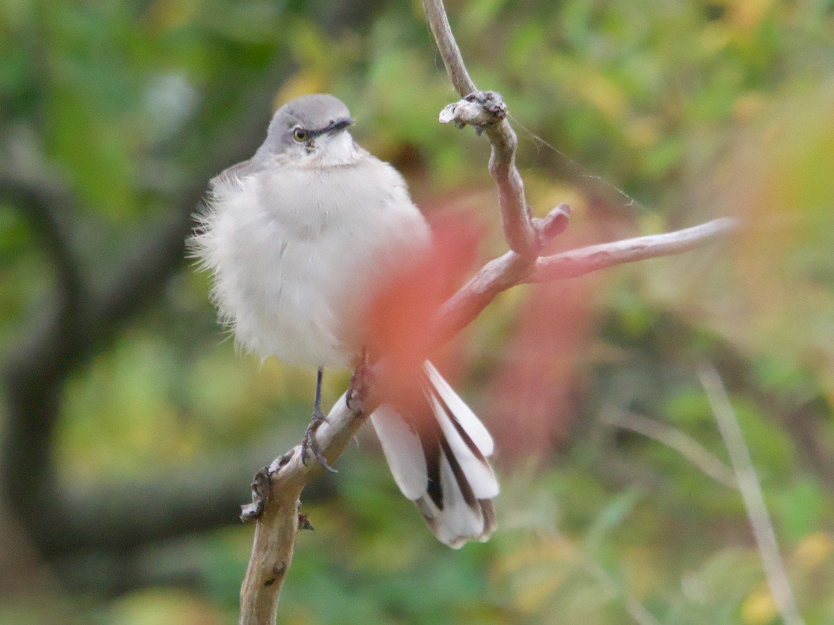 Northern Mockingbird - ML624162681