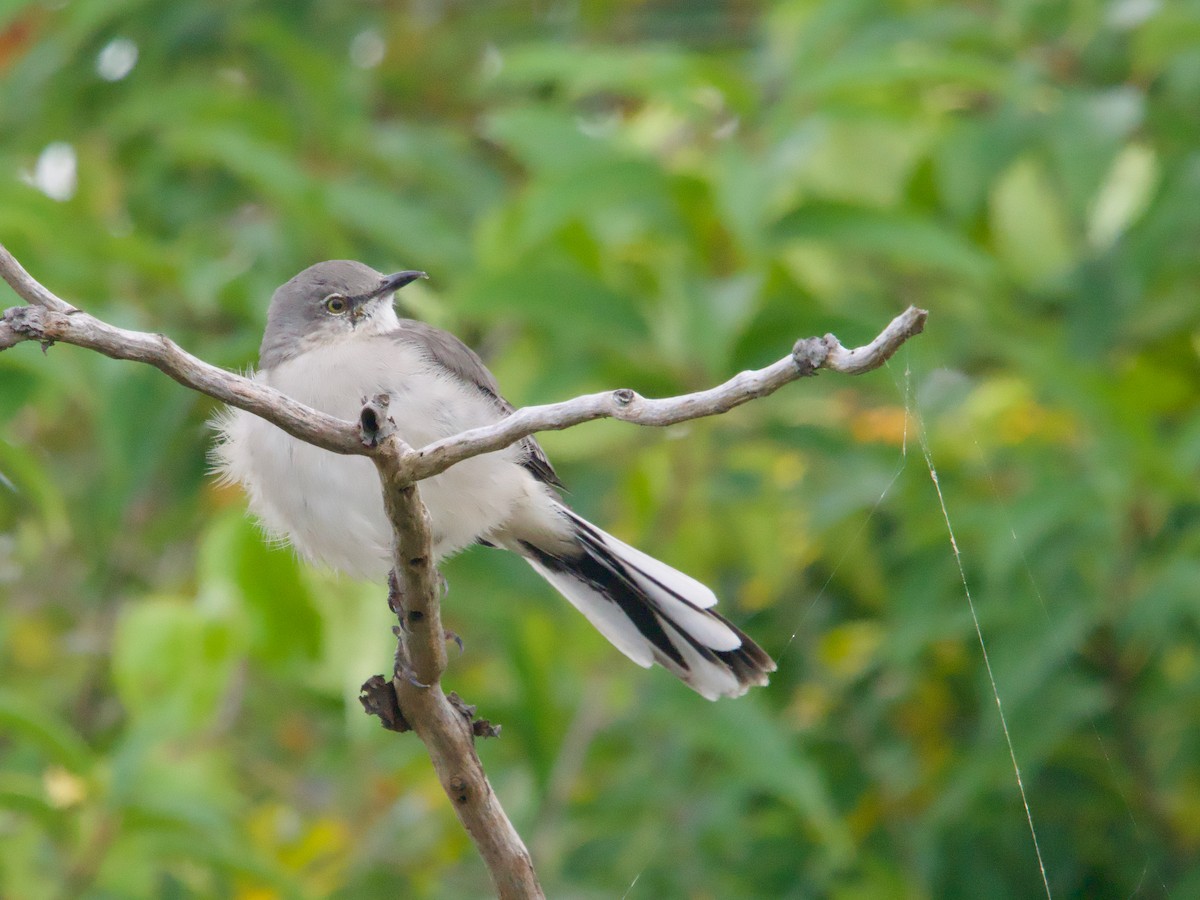 Northern Mockingbird - ML624162682