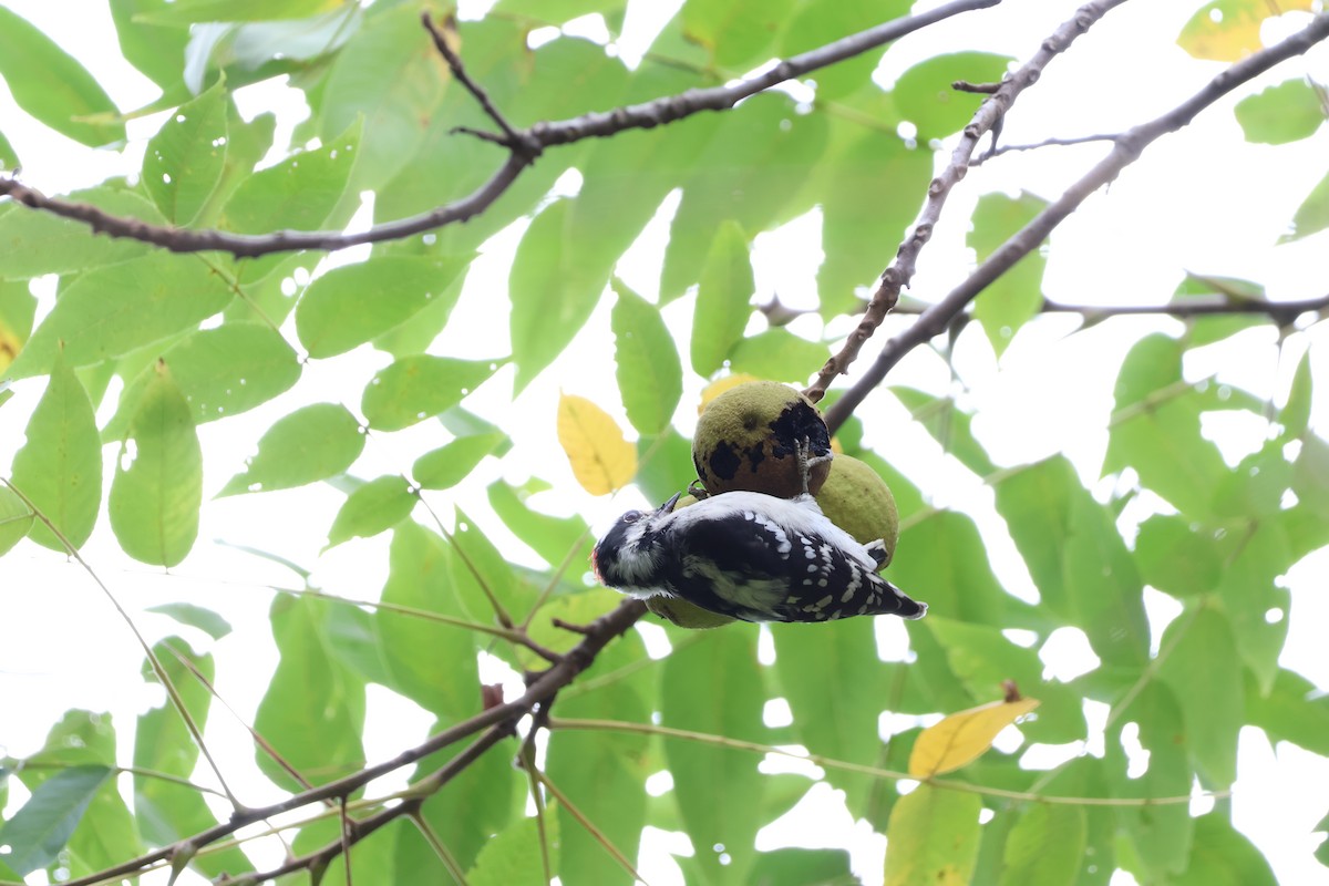 Downy Woodpecker - Stephanie Rinehart-Joseph