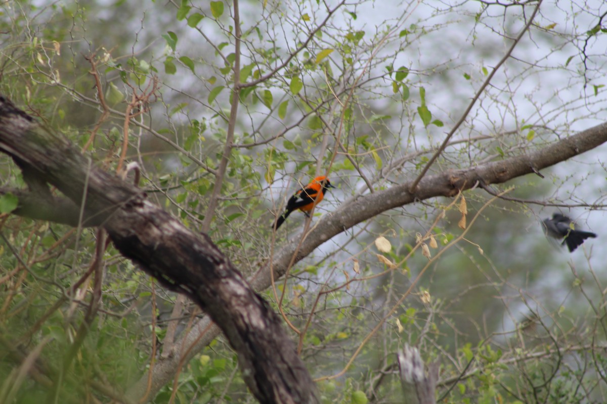 Orange-backed Troupial - ML624162725