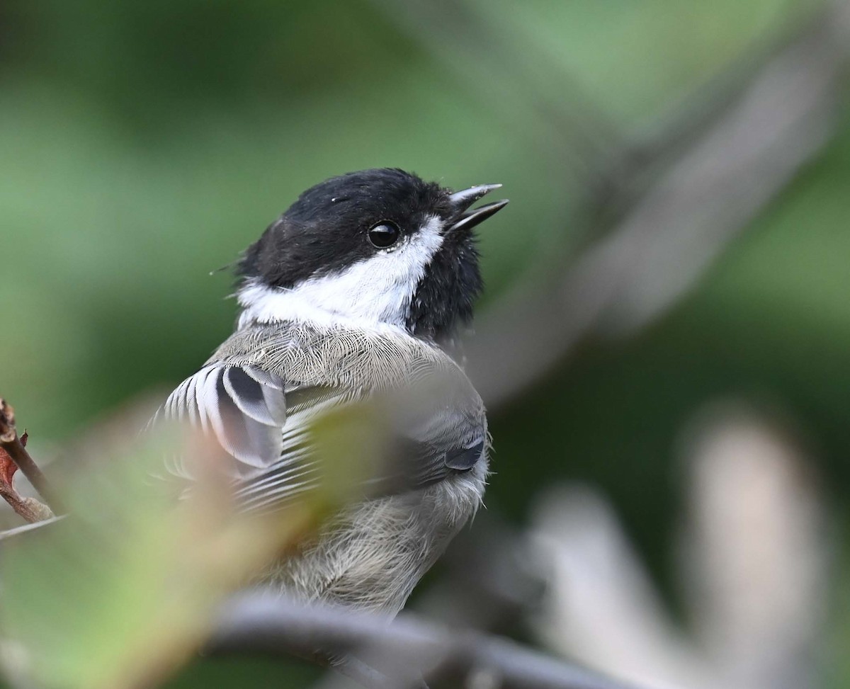 Black-capped Chickadee - ML624162728