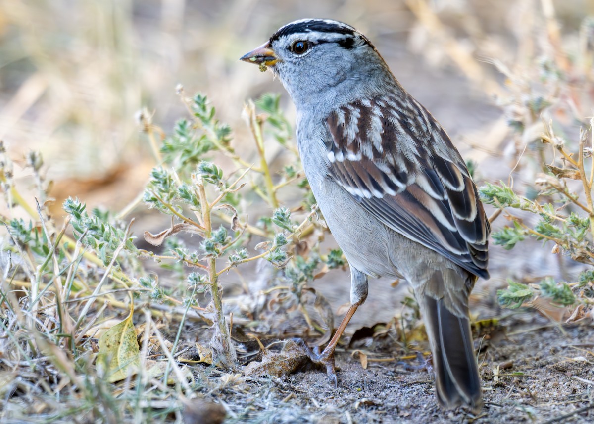 White-crowned Sparrow - ML624162742